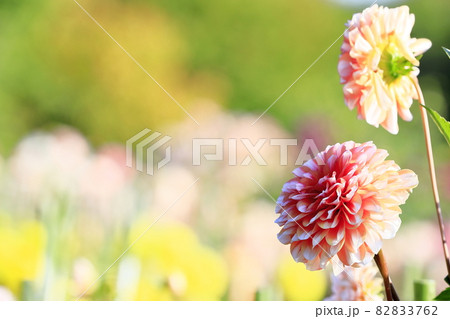 満開のダリア 82833762