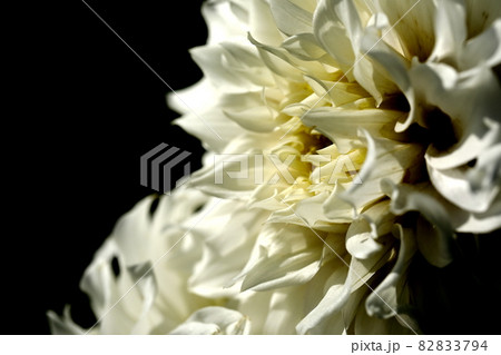 満開のダリア 82833794