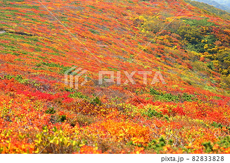 宮城県岩手県秋田県の三県にまたがる栗駒山　斜面一面の鮮やかな紅葉 82833828