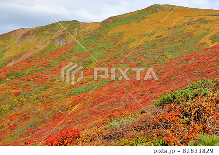 宮城県岩手県秋田県の三県にまたがる栗駒山 斜面一面の鮮やかな紅葉 宮城県岩手県秋田県の三県にまたがる栗駒山 斜面一面の鮮やかな紅葉 82833829