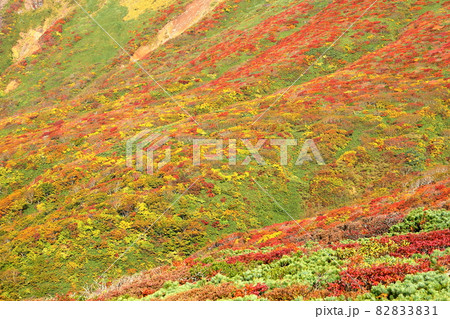 宮城県岩手県秋田県の三県にまたがる栗駒山 斜面一面の鮮やかな紅葉 宮城県岩手県秋田県の三県にまたがる栗駒山 斜面一面の鮮やかな紅葉 82833831