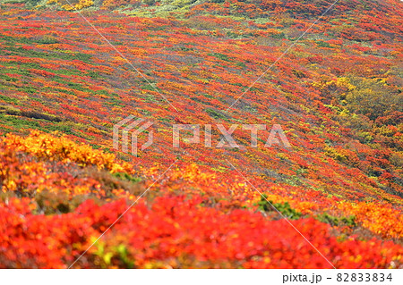 宮城県岩手県秋田県の三県にまたがる栗駒山 斜面一面の鮮やかな紅葉 宮城県岩手県秋田県の三県にまたがる栗駒山 斜面一面の鮮やかな紅葉 82833834