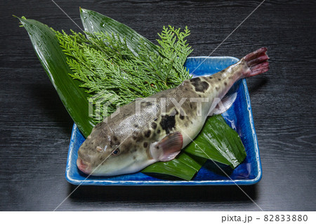 とら河豚 82833880