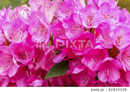 ショッキングピンクのシャクナゲの花アップの写真素材 4336