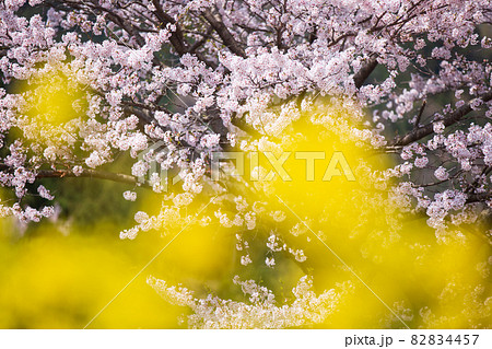 滋賀県長浜市高月町高時川の桜並木を撮影 82834457