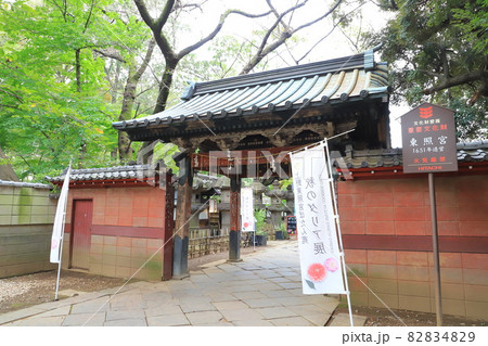 上野東照宮ぼたん苑 秋のダリア展 上野東照宮ぼたん苑 秋のダリア展 82834829