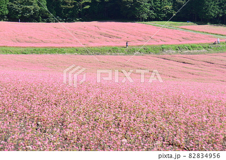 信州伊那高原 赤そばの里 信州伊那高原 赤そばの里 82834956