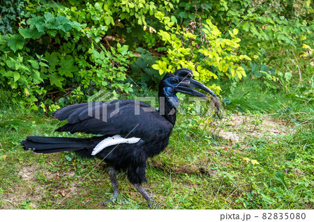 Abyssinian northern Ground Hornbill, Bucorvus abyssinicus strange bird 82835080