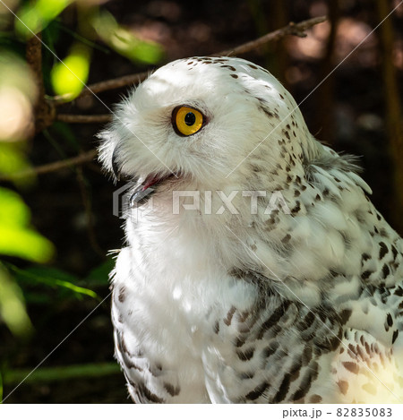 The Snowy Owl, Bubo scandiacus is a large, white owl of the owl family 82835083
