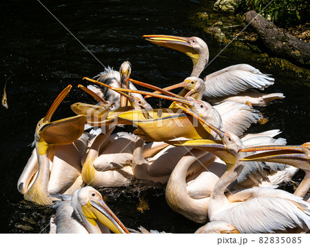 Great White Pelican, Pelecanus onocrotalus in a park 82835085