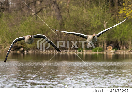 The flying greylag goose, Anser anser is a species of large goose 82835097