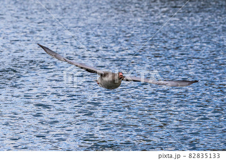 The flying greylag goose, Anser anser is a species of large goose The flying greylag goose, Anser anser is a species of large goose 82835133