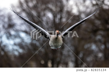 The flying greylag goose, Anser anser is a species of large goose 82835134