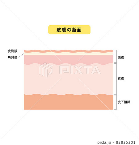 皮膚の断面　皮膚の構造　肌図　美容 82835301