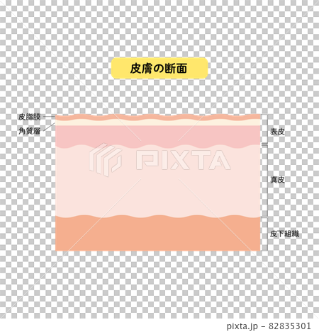 皮膚の断面　皮膚の構造　肌図　美容 82835301