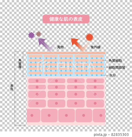 健康な肌の表皮 皮膚の構造 肌図 美容のイラスト素材 [82835303] - PIXTA