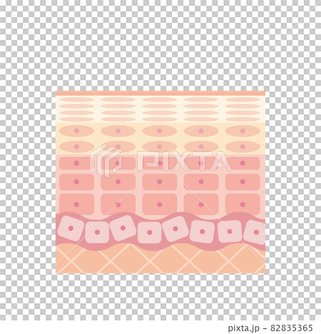 健康な肌の表皮 皮膚の構造 肌図 美容 健康な肌の表皮 皮膚の構造 肌図 美容 82835365