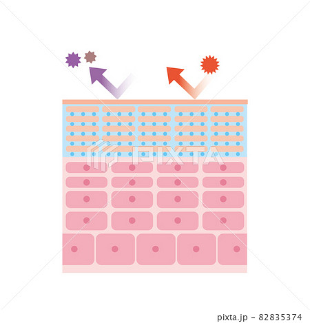 健康な肌の表皮 皮膚の構造 肌図 美容 健康な肌の表皮 皮膚の構造 肌図 美容 82835374
