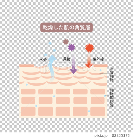 肌の角質層 皮膚の構造 肌図 美容 肌の角質層 皮膚の構造 肌図 美容 82835375