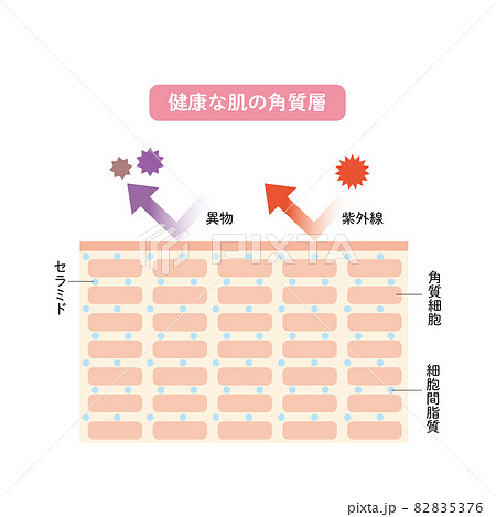 肌の角質層 皮膚の構造 肌図 美容のイラスト素材 5376