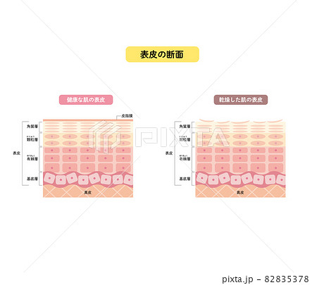 肌の表皮 皮膚の構造 肌図 美容のイラスト素材 5378