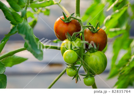 Tigerella tomatoes growing in greenhouse. Tigerella tomatoes growing in greenhouse. 82835764