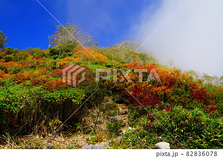 妙高山　燕温泉コース　九合目上の紅葉 82836078