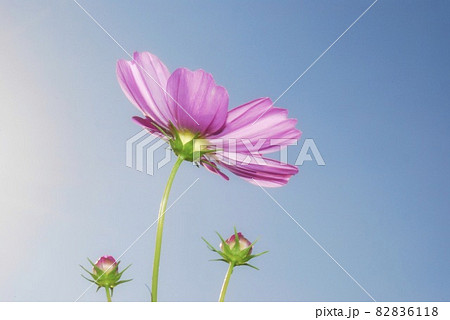 コスモスの花 82836118