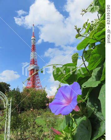 芝公園から見える東京タワー 芝公園から見える東京タワー 82836190