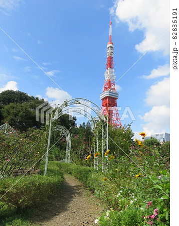 芝公園から見える東京タワー 芝公園から見える東京タワー 82836191