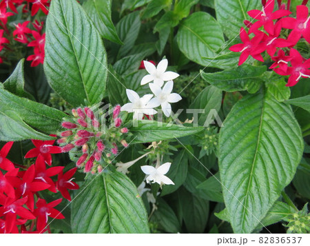 赤と白の花（ペンタス） 82836537