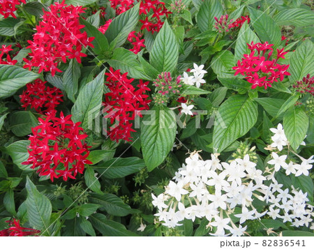 赤と白の花（ペンタス） 82836541