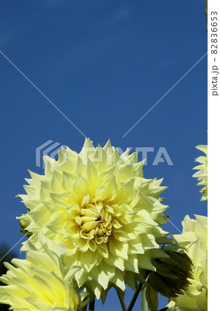 満開のダリア 82836653