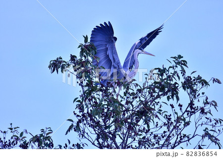 羽を広げた野鳥　アオサギ 82836854