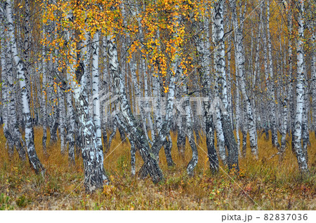 "Autumn collection. All about birch trees" Autumn birch grove. The nature of Eastern Siberia. 82837036