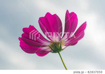 コスモス 衣川湖岸緑地 82837050