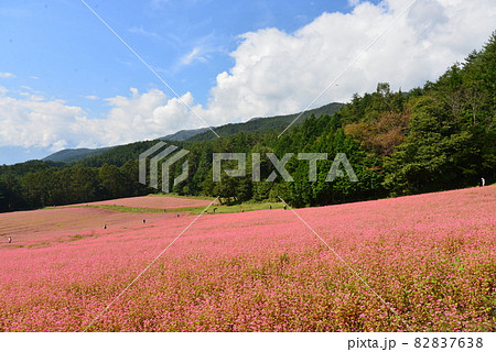信州伊那高原　赤そばの里 82837638