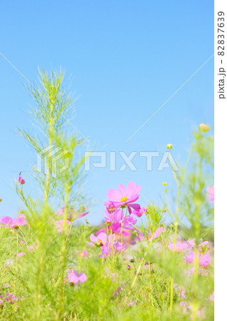 青空と秋桜 82837639