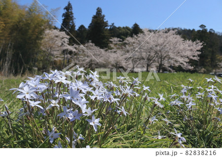 ハナニラの群生と桜の花が見える風景	 82838216