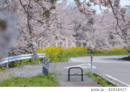 桜並木と道路 桜並木と道路 82838427
