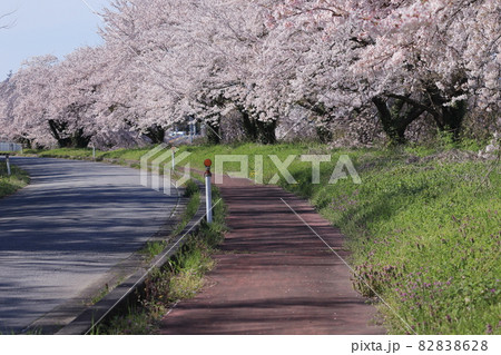 満開の桜並木と遊歩道の春景色 満開の桜並木と遊歩道の春景色 82838628