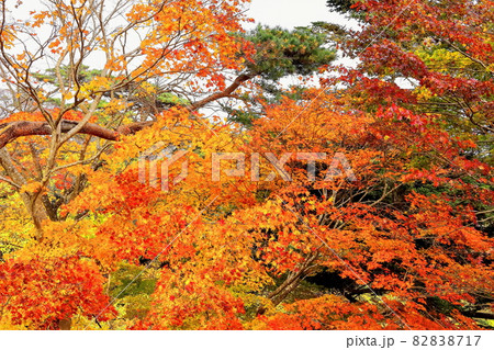 西行戻しの松公園の紅葉 西行戻しの松公園の紅葉 82838717