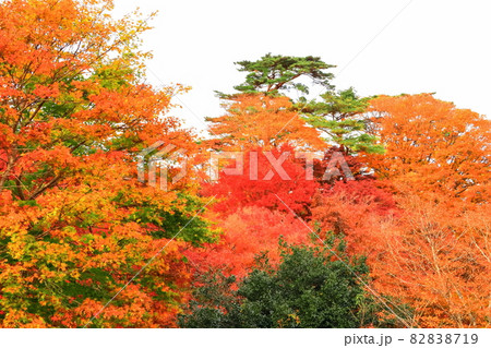 西行戻しの松公園の紅葉 西行戻しの松公園の紅葉 82838719