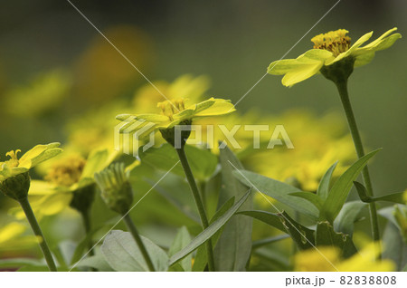 公園に黄色のジニアの花が咲いています。 82838808
