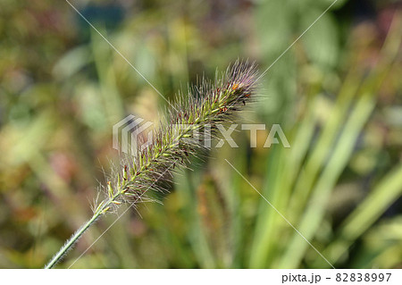 Fountain Grass Hameln 82838997