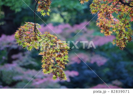 ぶら下がっている紅葉したモミジの葉っぱ ぶら下がっている紅葉したモミジの葉っぱ 82839071