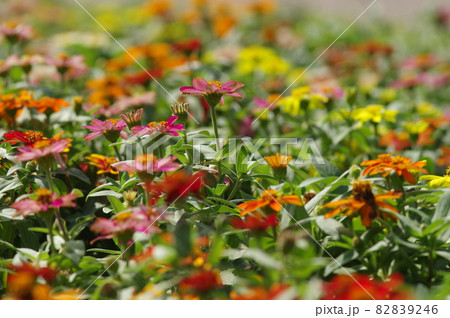 公園に色とりどりの花が咲いています。花の名前はジニアプロフュージョンです。 公園に色とりどりの花が咲いています。花の名前はジニアプロフュージョンです。 82839246