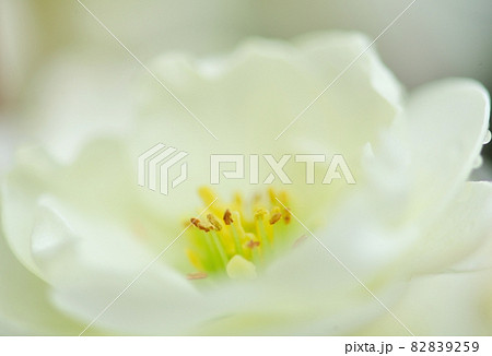 春に咲いた縁起花の白寿の花のボケ 春に咲いた縁起花の白寿の花のボケ 82839259