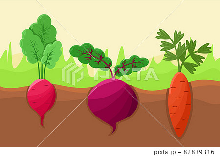 Carrot Radish and Beetroot Vector Illustration 82839316