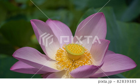 千葉公園｜大賀ハス 82839385